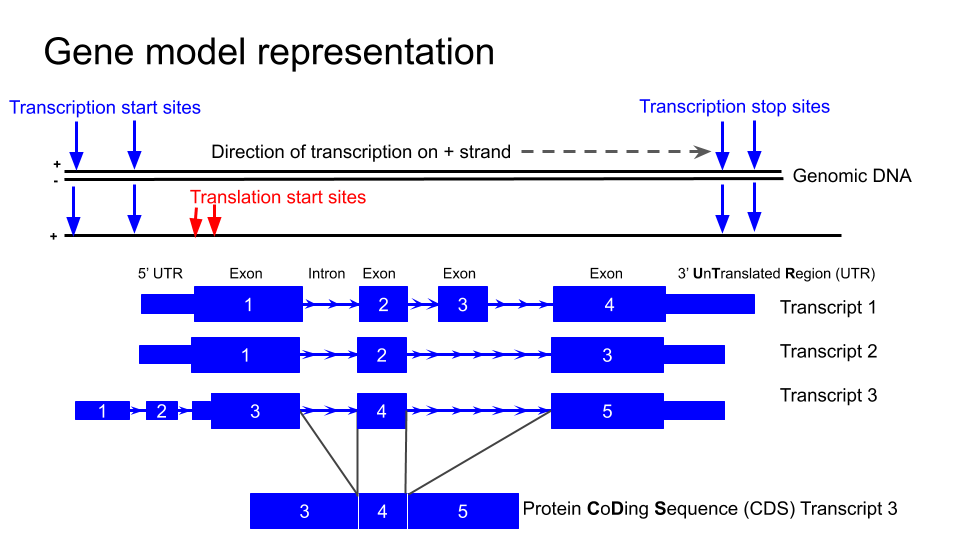 The typical structure of a gene as represented in the UCSC genome browser