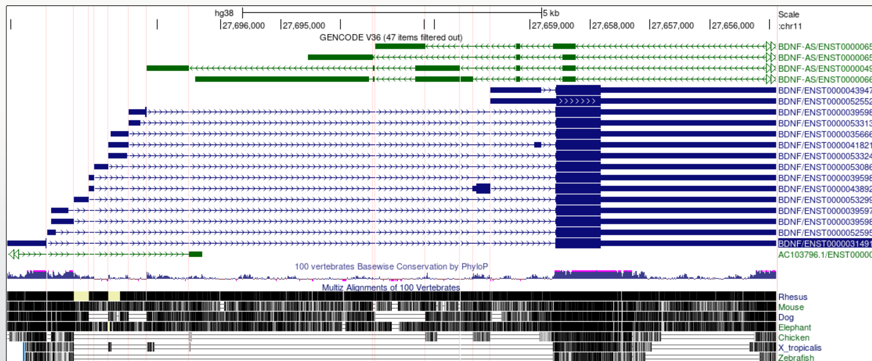It is now a lot easier to view a number of interesting features in the BDNF transcript models