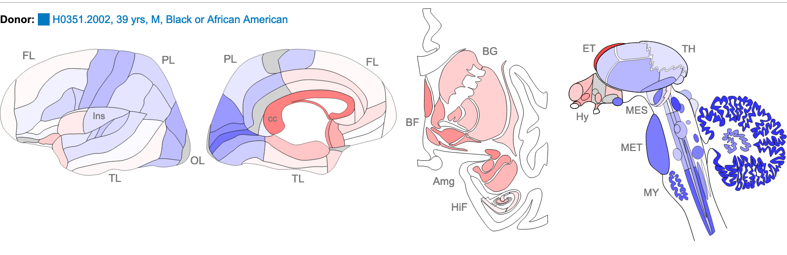 Z score of expression level in Human brain (blue = low expression, red = high expression)