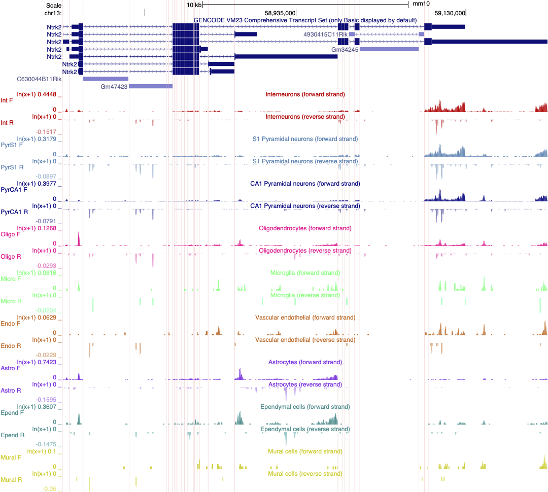 Linnarsson lab mouse cortex single cell data as autoscaled datatracks