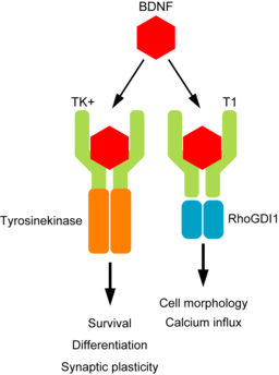 Graphical representation of the BDNF and TrkB signalling pathway