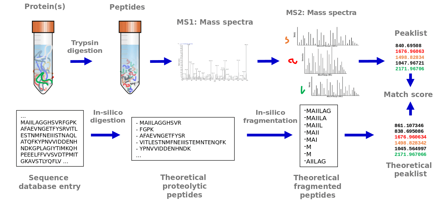Proteomics software like DIA-NN match observed spectra against a spectral library to identify peptides and assign them to a protein or protein group. Source: Galaxy Training Network