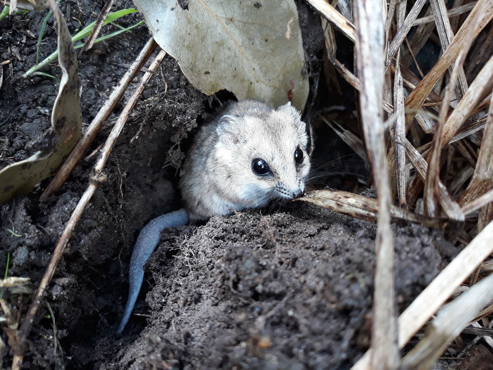 dunnart